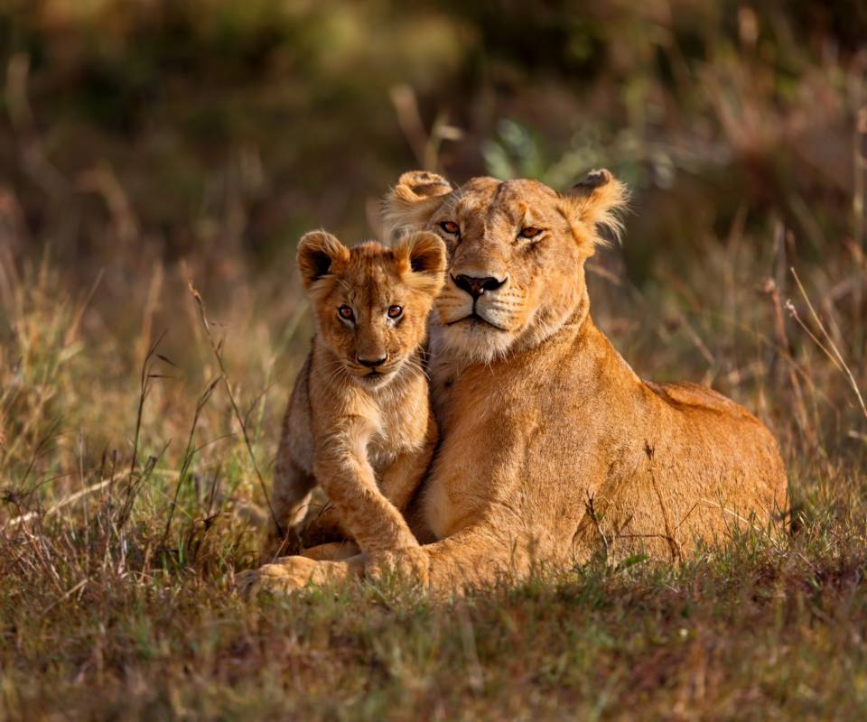 Lion Spotted on Safari