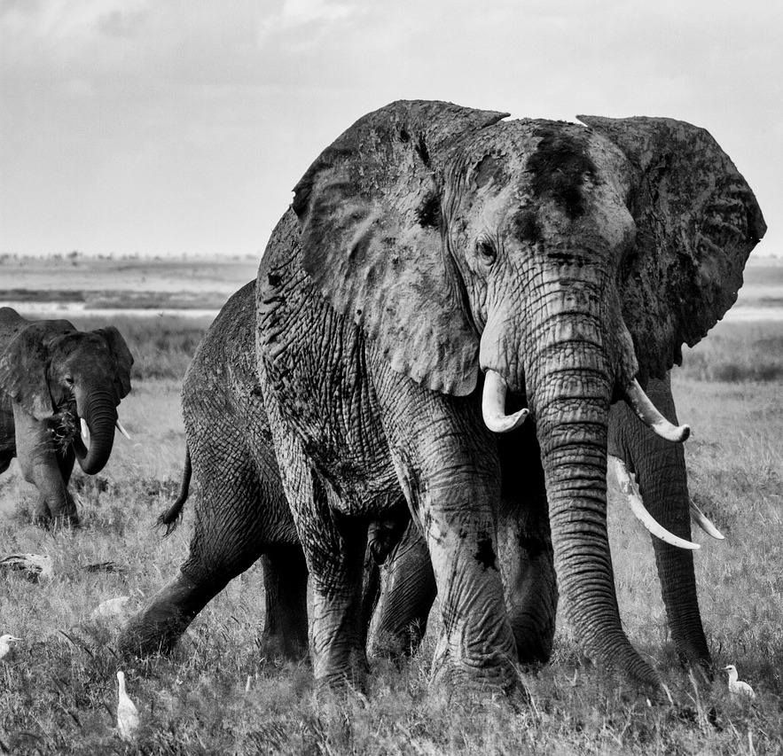 Elephant Sighting on Safari